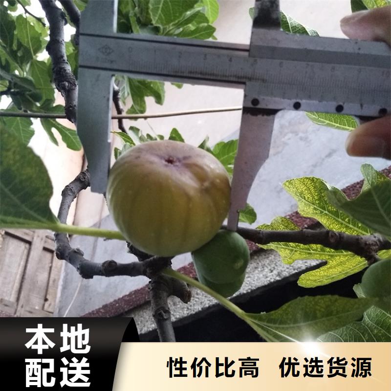 无花果【苹果苗】实力派厂家