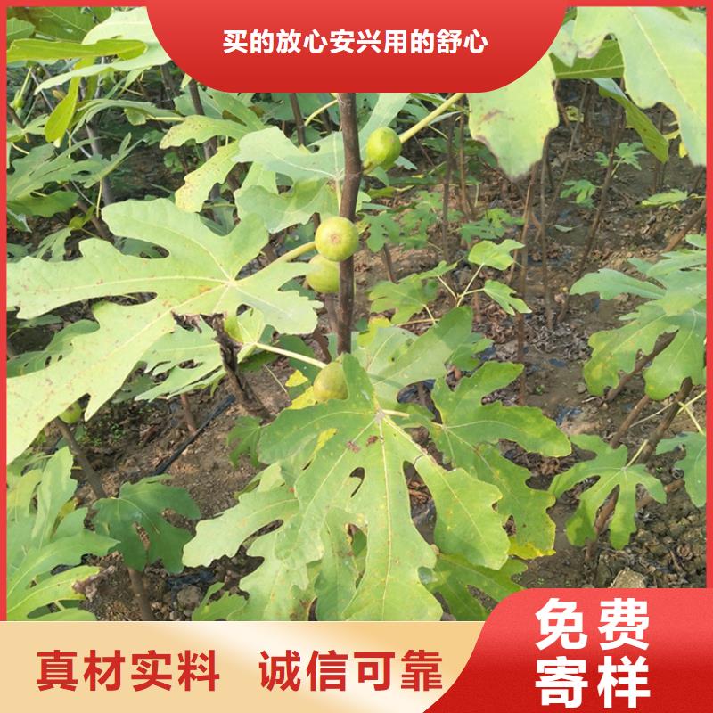 无花果,梨树苗对质量负责