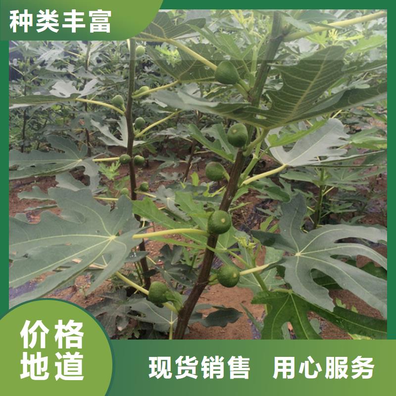 无花果,梨树苗对质量负责