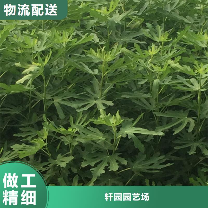 无花果石榴树好品质经得住考验