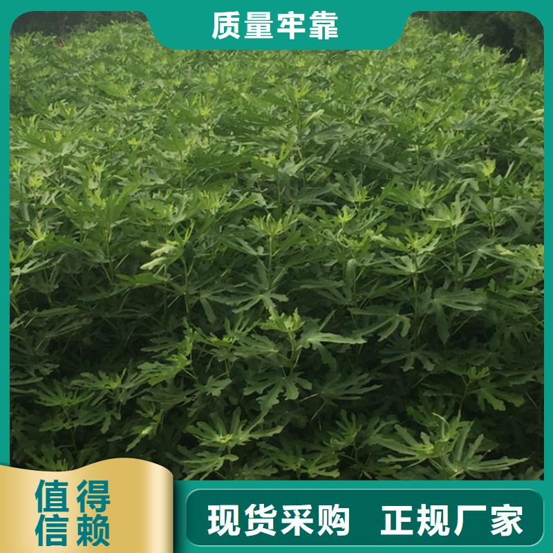 无花果樱桃苗定金锁价