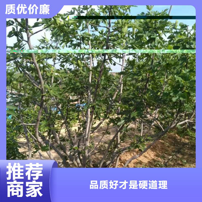 【无花果石榴树厂家直销直供】