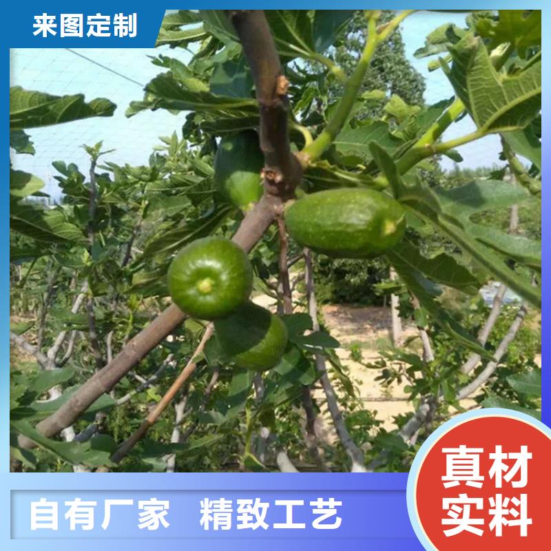 无花果樱桃苗可定制