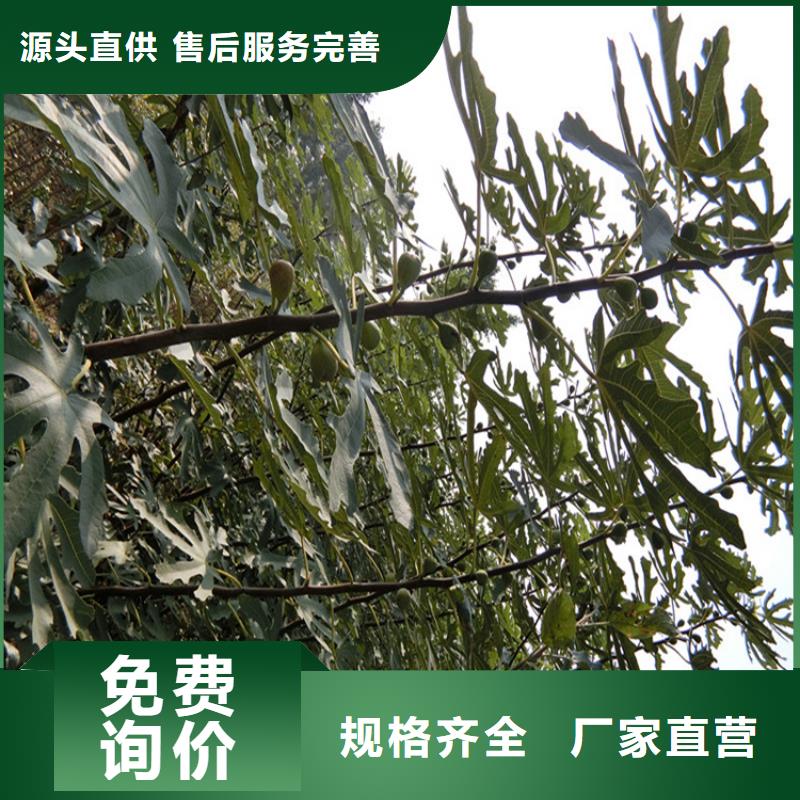 无花果蓝莓苗一致好评产品