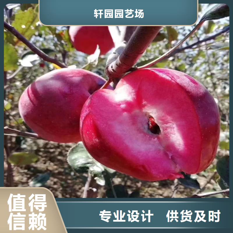 苹果【无花果苗】现货实拍