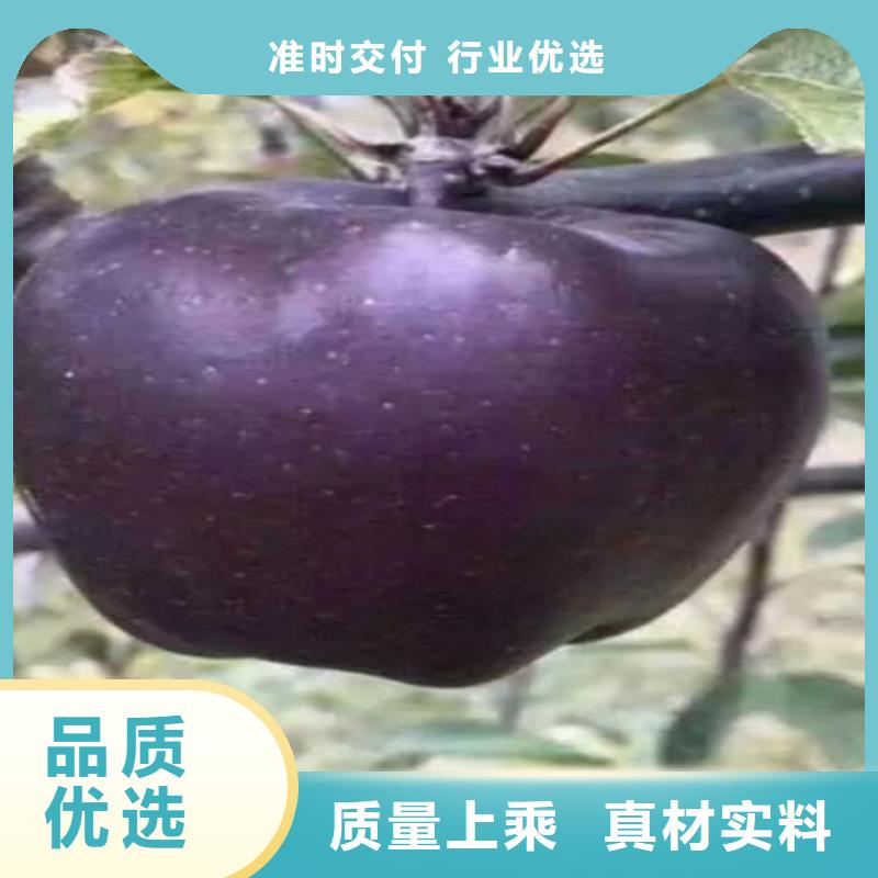 苹果【蓝莓苗】大厂生产品质