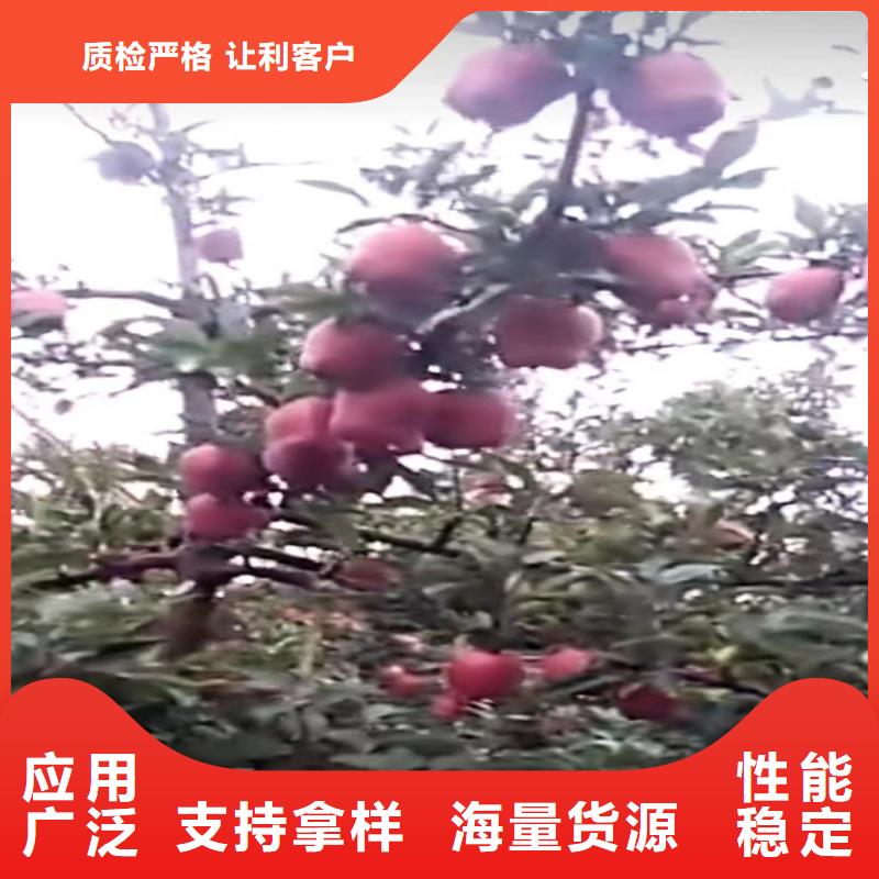 苹果蓝莓苗行业优选