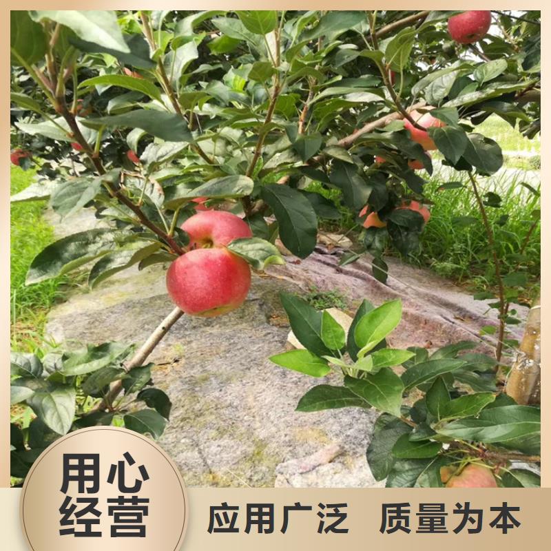 苹果蓝莓苗行业优选