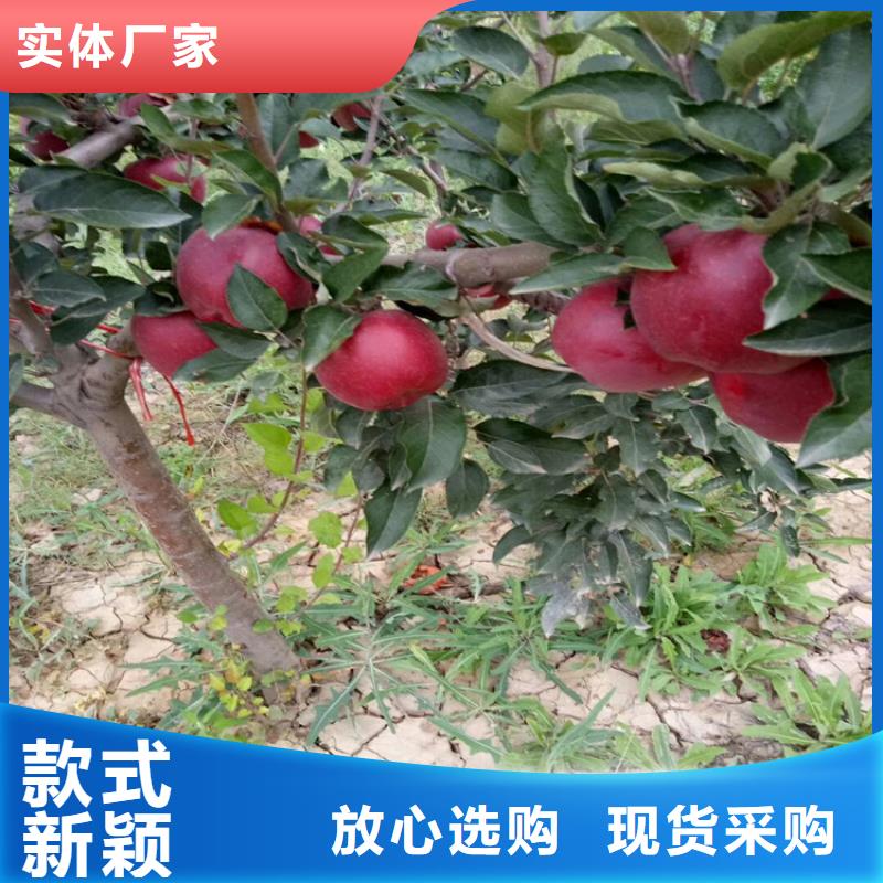 苹果【蓝莓苗】大厂生产品质