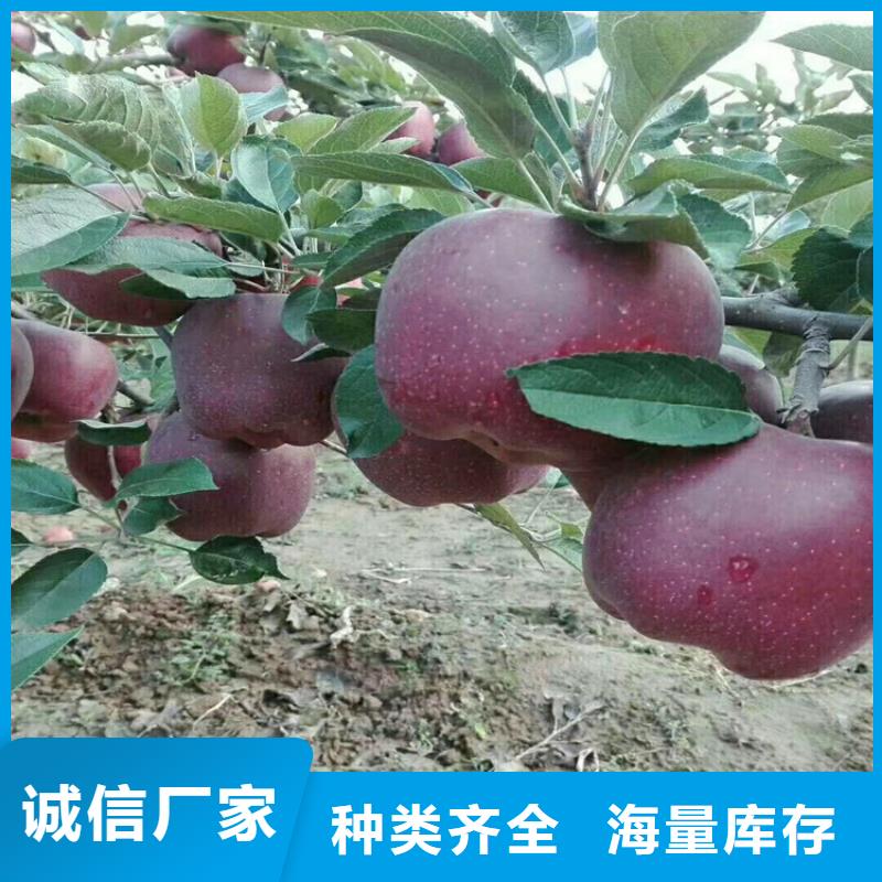 【苹果】【蓝莓苗】支持加工定制