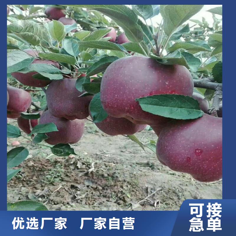 苹果【蓝莓苗】大厂生产品质