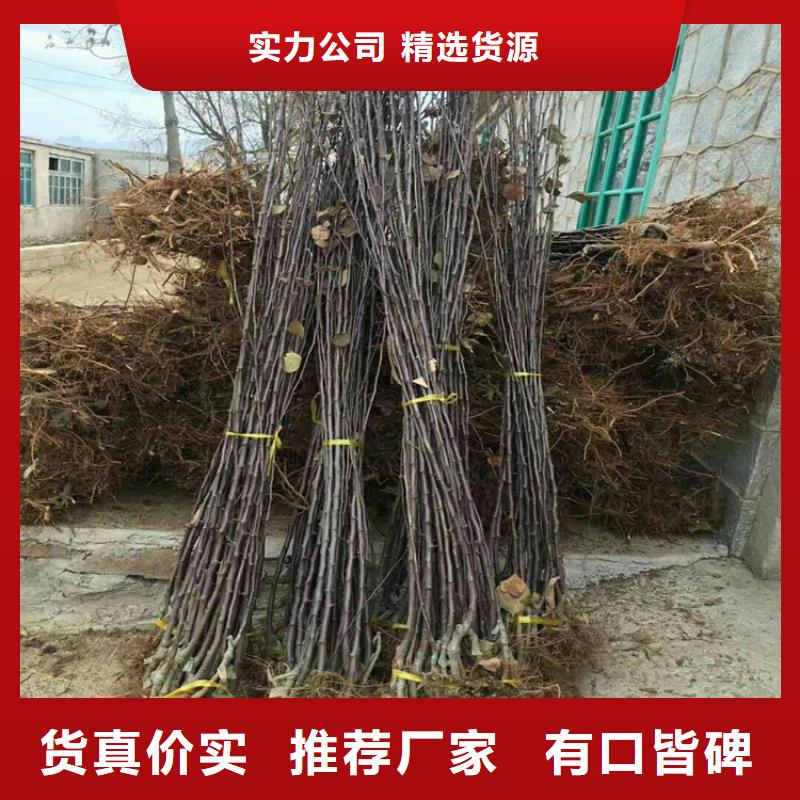 苹果无花果苗厂家工艺先进