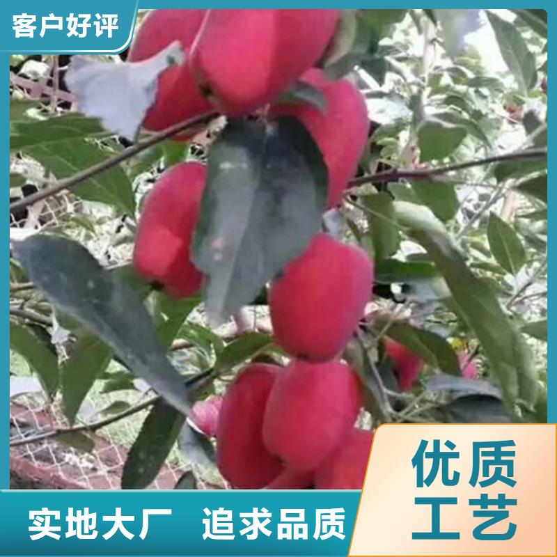 苹果苹果苗原厂制造