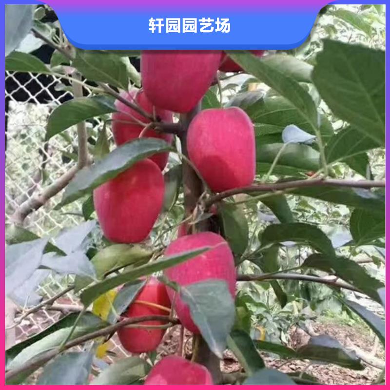 苹果【无花果苗】现货实拍