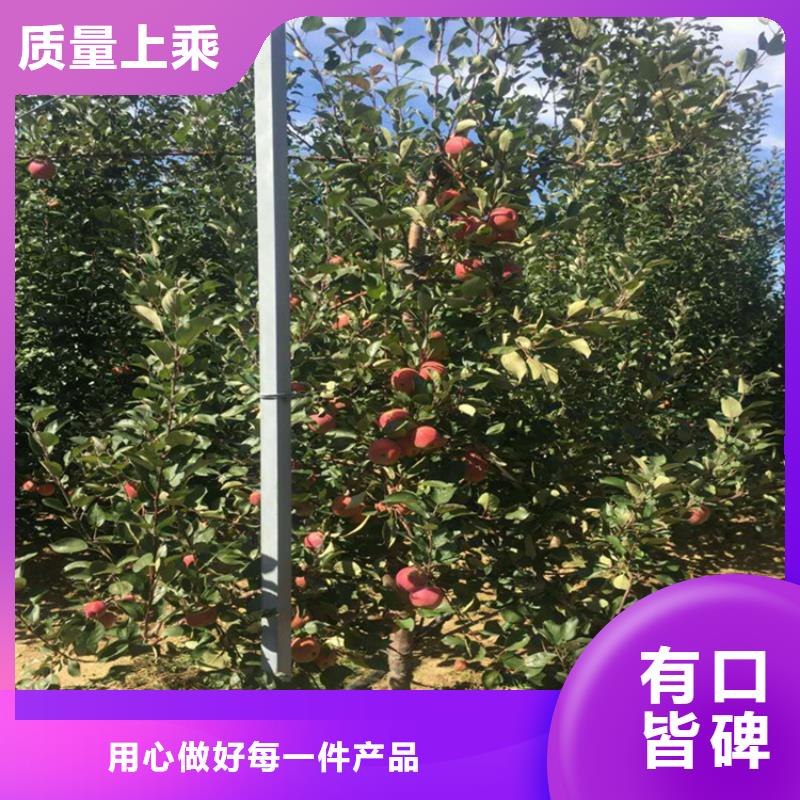 苹果苹果苗厂家供应