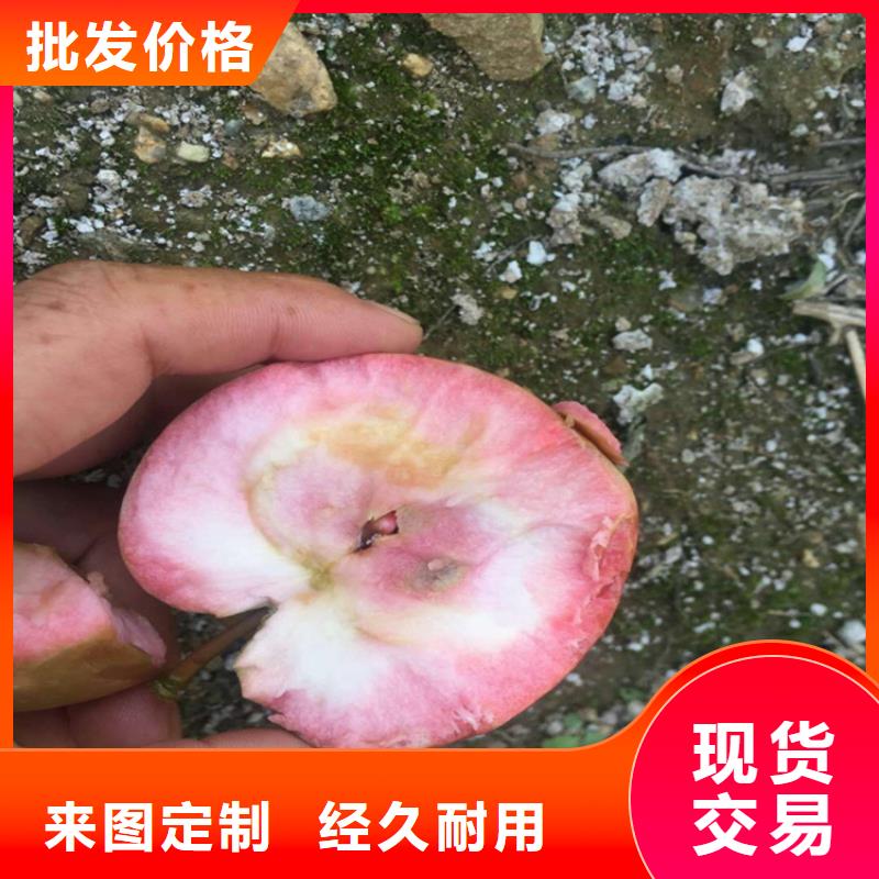 【苹果】【蓝莓苗】支持加工定制