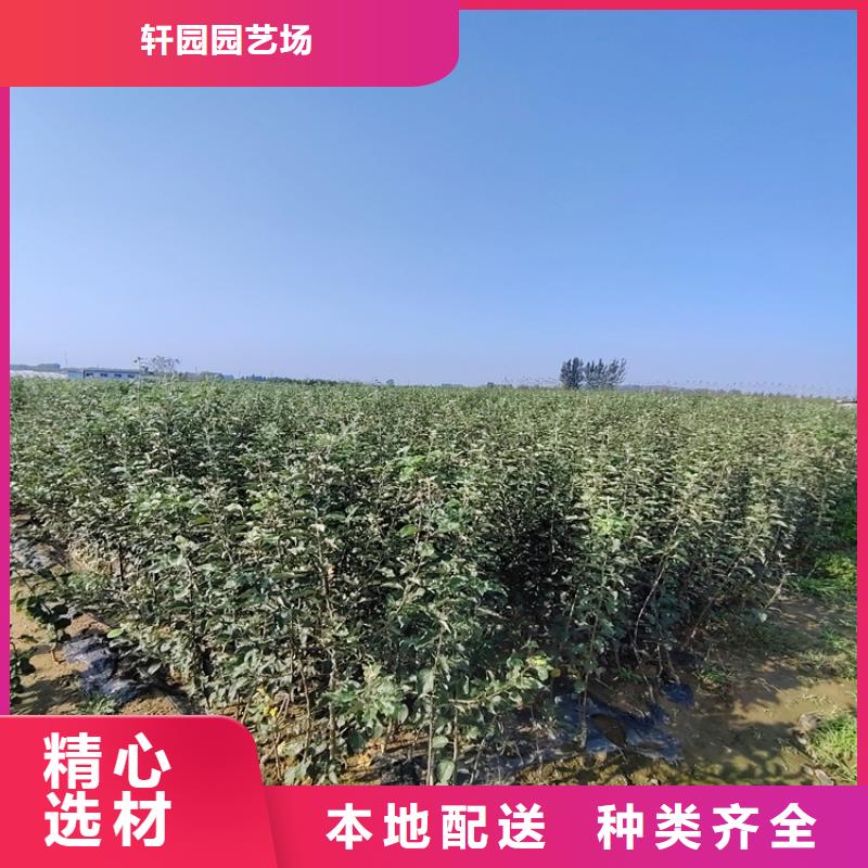 苹果【蓝莓苗】大厂生产品质