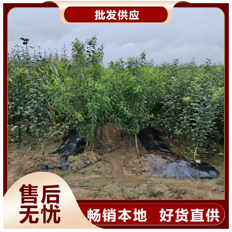 苹果苹果苗工厂认证