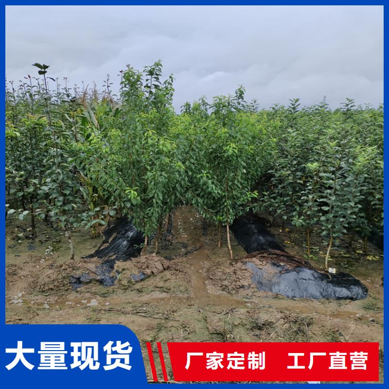 【苹果樱桃苗严谨工艺】