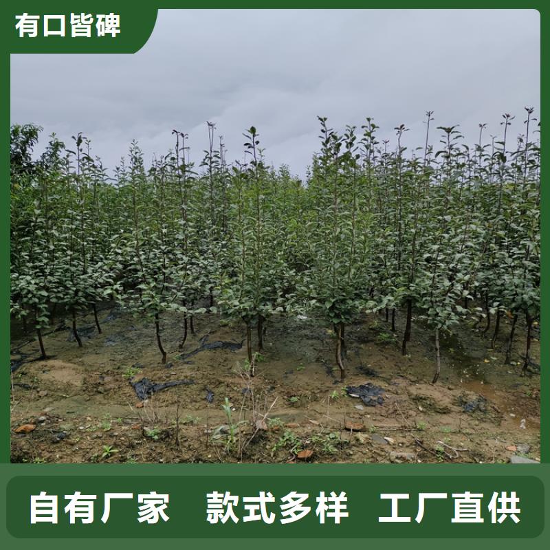 苹果【无花果苗】现货实拍