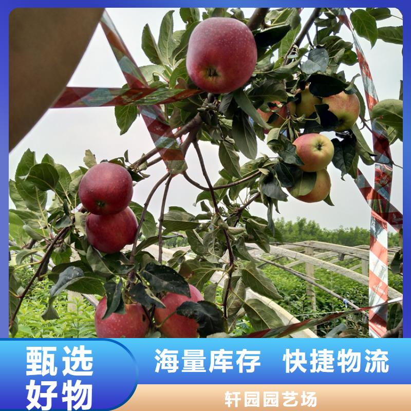 苹果【无花果苗】现货实拍