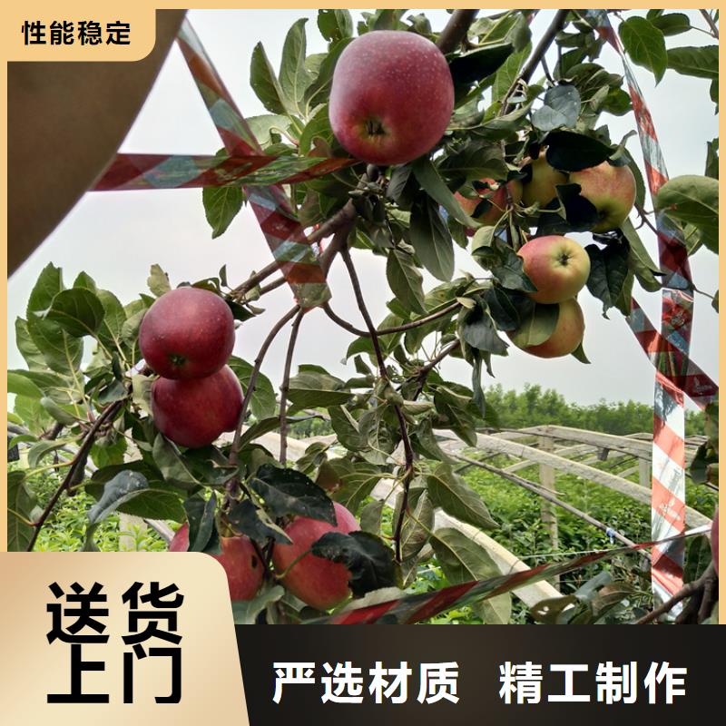 【苹果无花果苗品质商家】