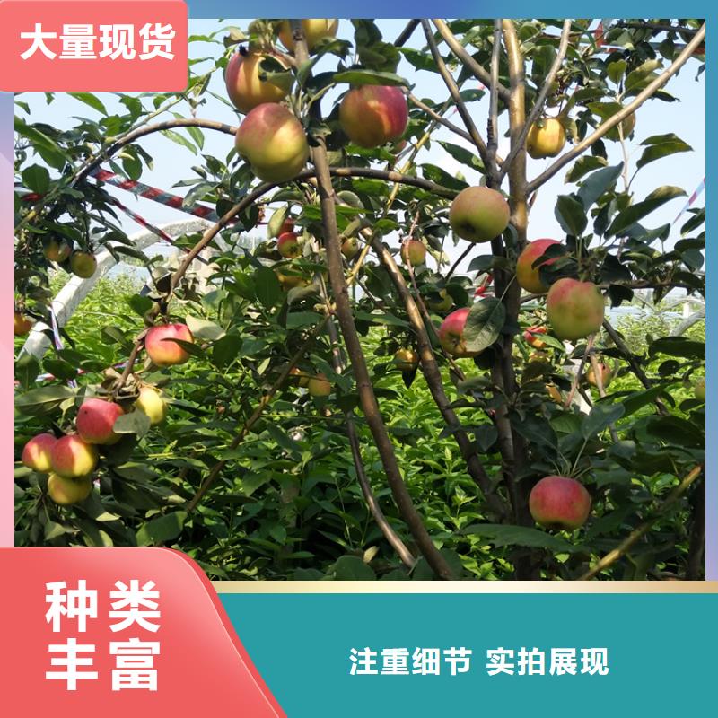 苹果【蓝莓苗】大厂生产品质