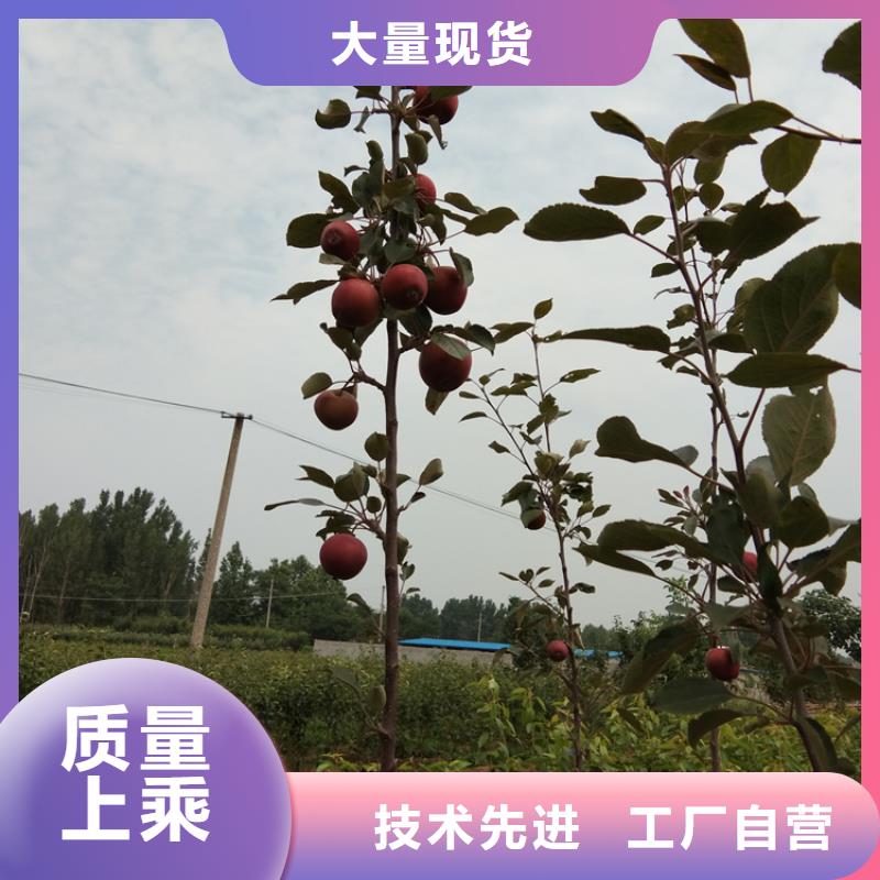 苹果苹果苗工厂认证