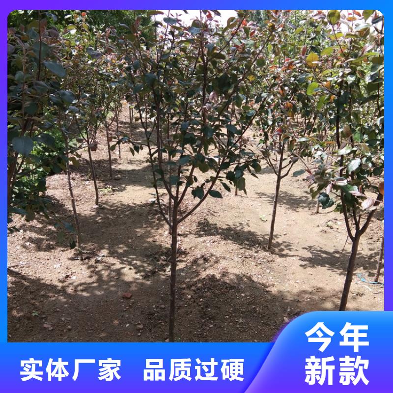 苹果无花果苗拒绝中间商