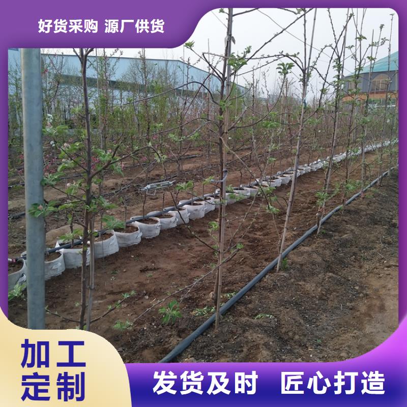 【苹果无花果苗品质商家】