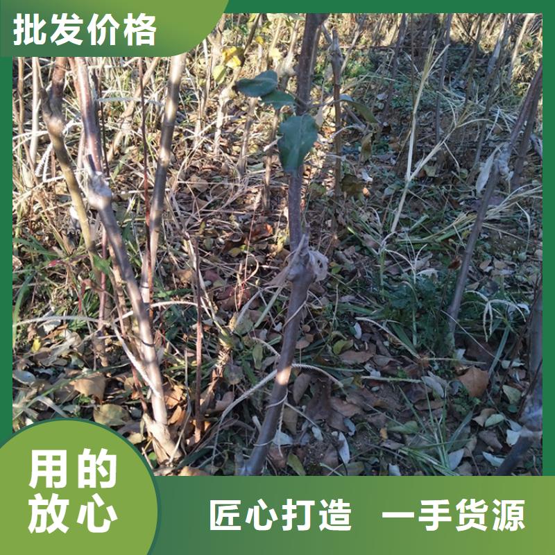 苹果【蓝莓苗】大厂生产品质