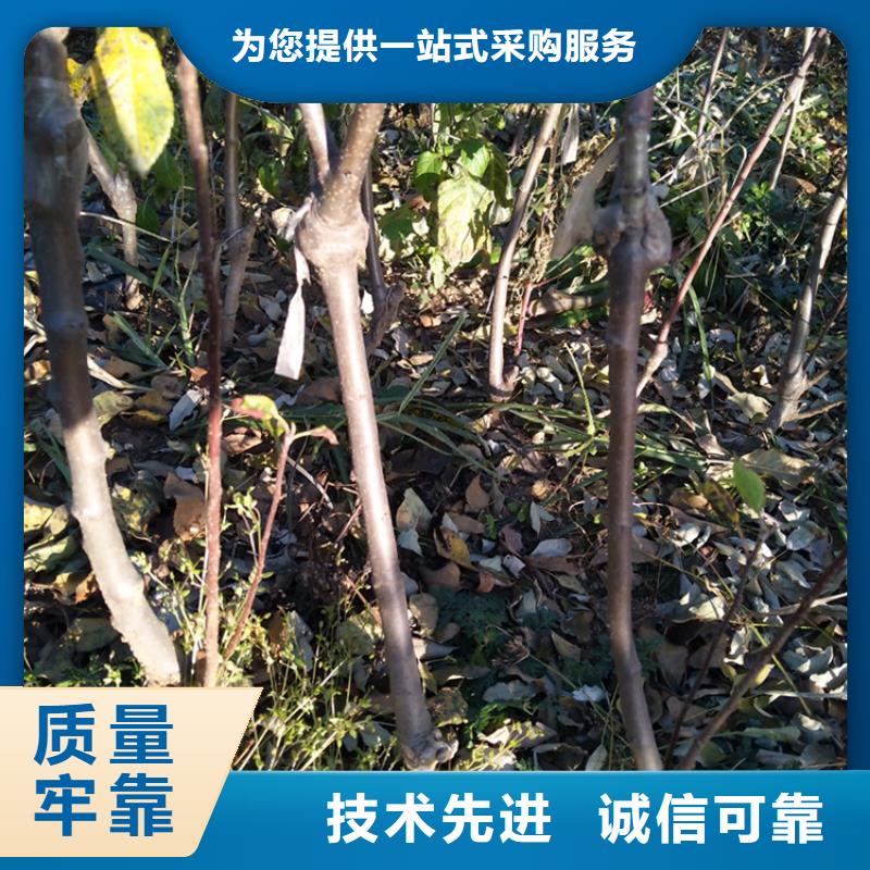 【苹果桃树苗质检合格出厂】