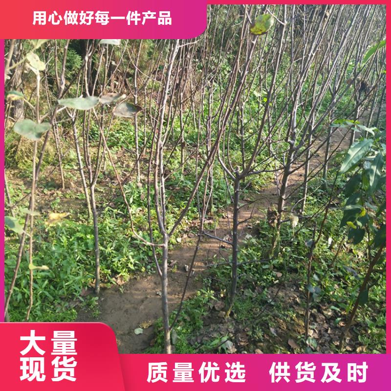 苹果-樱桃苗采购无忧