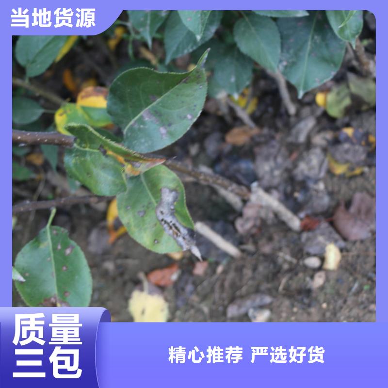 苹果苹果苗供您所需