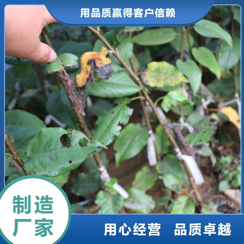 苹果苹果苗工厂认证