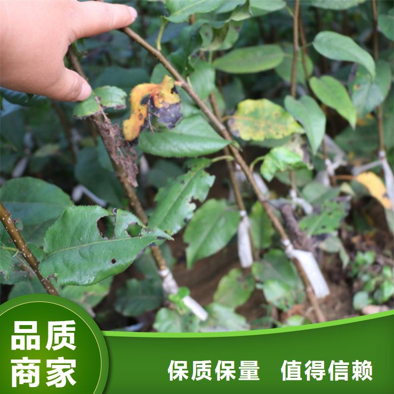 【苹果】【蓝莓苗】支持加工定制