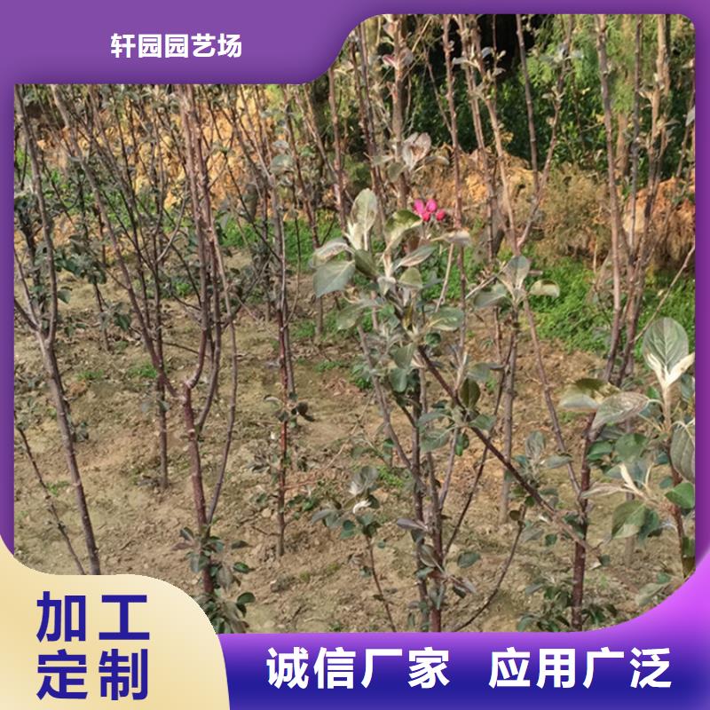 苹果西瓜苗品质过硬