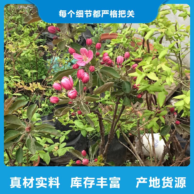 【苹果无花果苗品质商家】