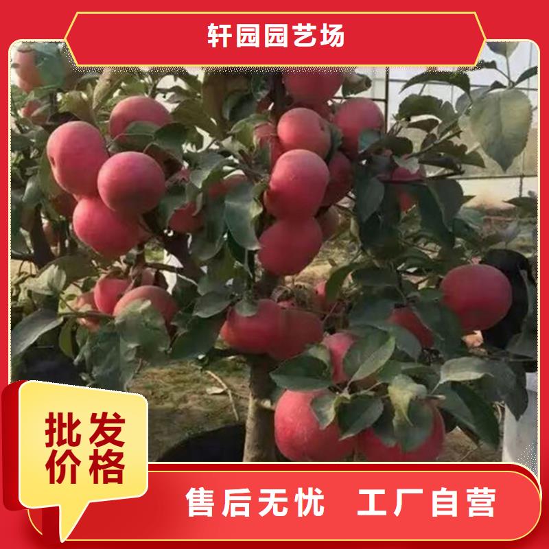 【苹果】【蓝莓苗】支持加工定制