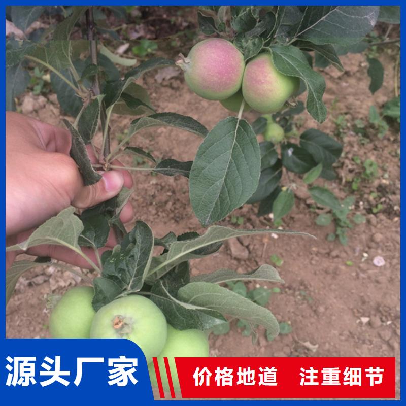 苹果无花果苗拒绝中间商