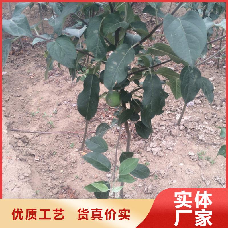 苹果无花果苗拒绝中间商