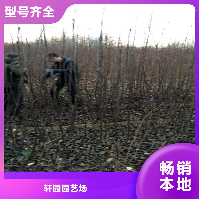 梨树【苹果苗】优良材质