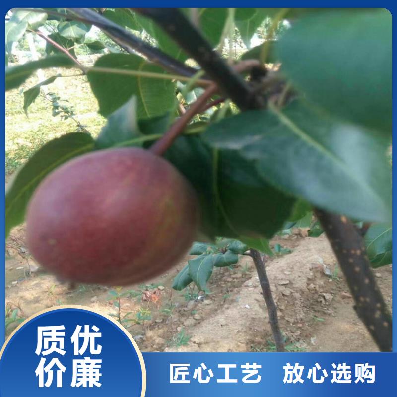 【梨树奶油草莓实力公司】