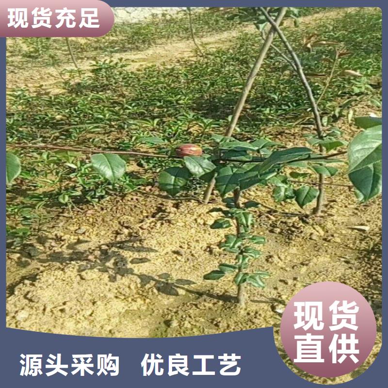 梨树樱桃苗定制零售批发