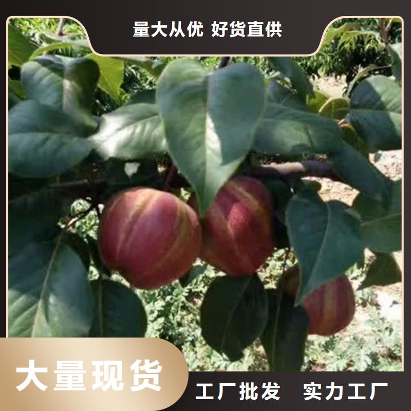 梨树无花果苗价格有优势