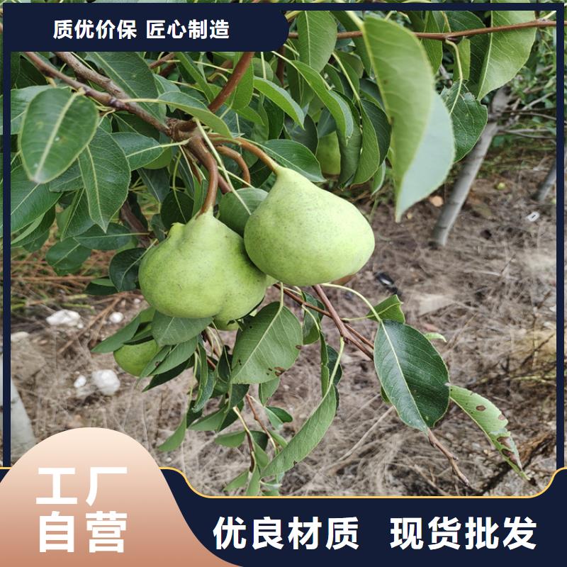 【梨树奶油草莓实力公司】