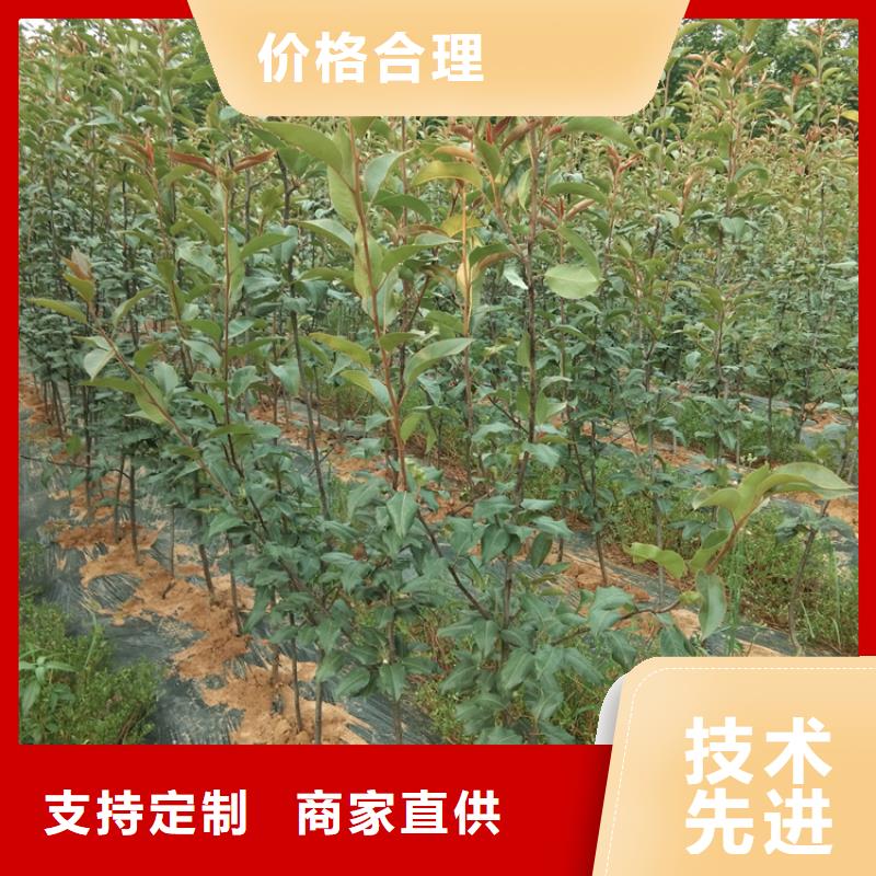 梨树无花果苗价格有优势