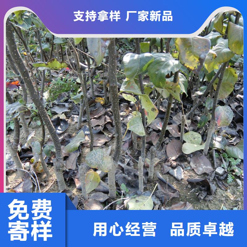 梨树【苹果苗】优良材质