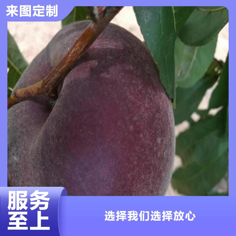 桃【苹果苗】厂家直销大量现货