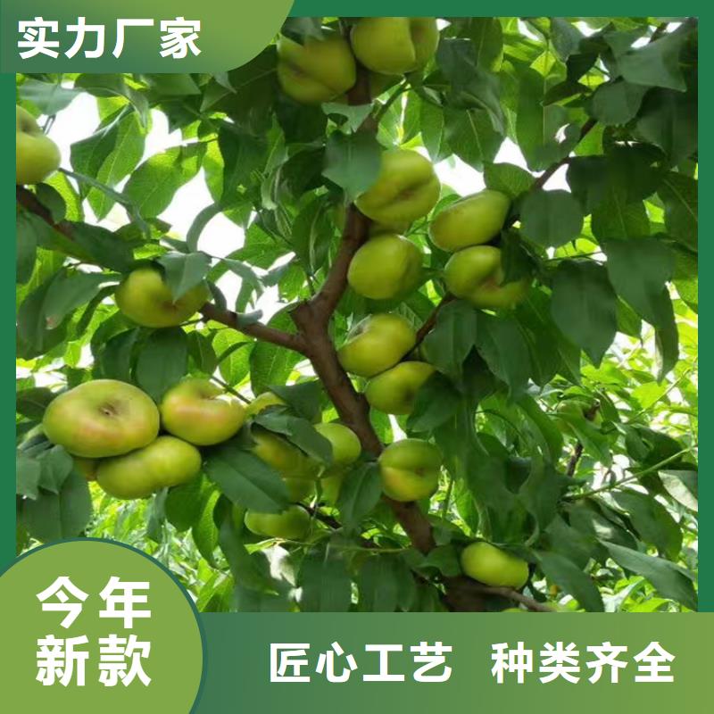 桃【苹果苗】厂家直销大量现货